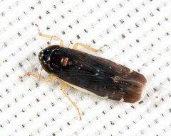 Planicephalus flavocostatus