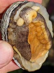 Diodora