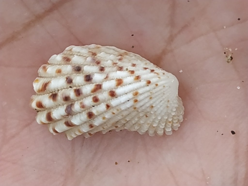 Rectangular false cockle