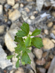 Xanthosia tridentata