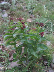 Vincetoxicum funebre