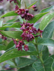 Vincetoxicum funebre