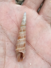 Duplicaria