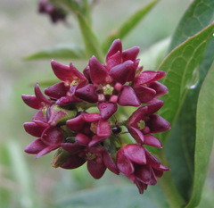 Vincetoxicum funebre