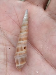 Duplicaria
