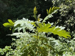 Bocconia frutescens