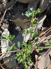 Xanthosia tridentata