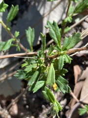 Xanthosia tridentata