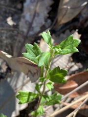 Xanthosia tridentata