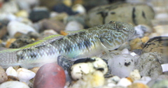 Rhinogobius similis
