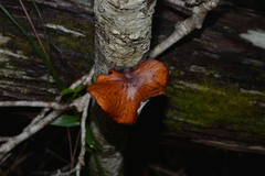 Neodictyopus dictyopus