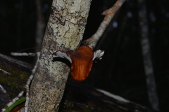 Neodictyopus dictyopus