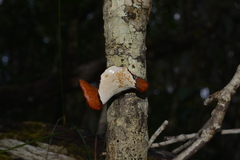 Neodictyopus dictyopus