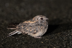 Savanna Nightjar photo 5