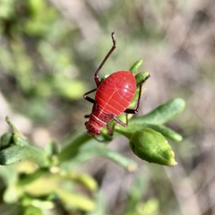 Leptocoris mitellatus