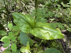 Malaxis histionantha