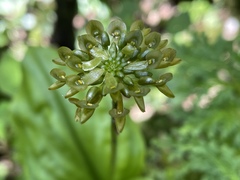 Malaxis histionantha