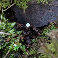 Mycena alphitophora