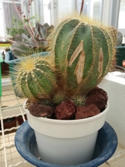 Parodia magnifica