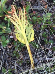 Botrychium alaskense