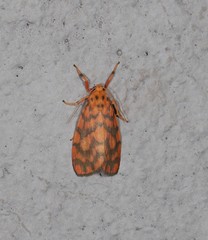 Miltochrista quadrilineata