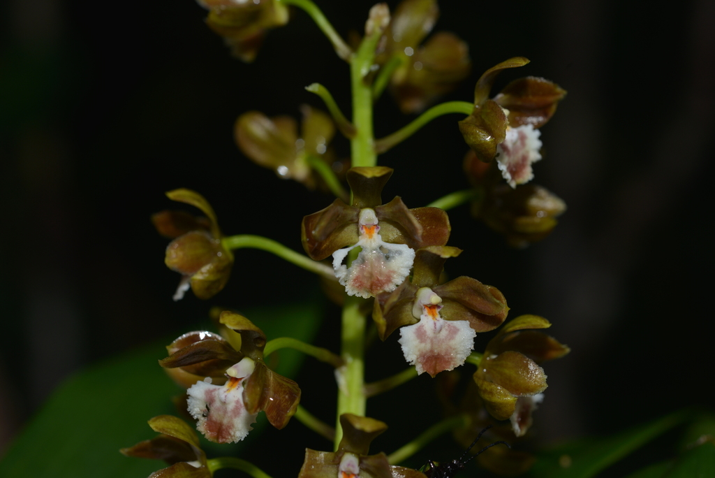 Dendrobium virotii Guillaumin