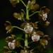 Dendrobium finetianum - Photo (c) Pierre-Louis Stenger, some rights reserved (CC BY-NC), uploaded by Pierre-Louis Stenger