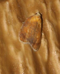 Acleris curvalana