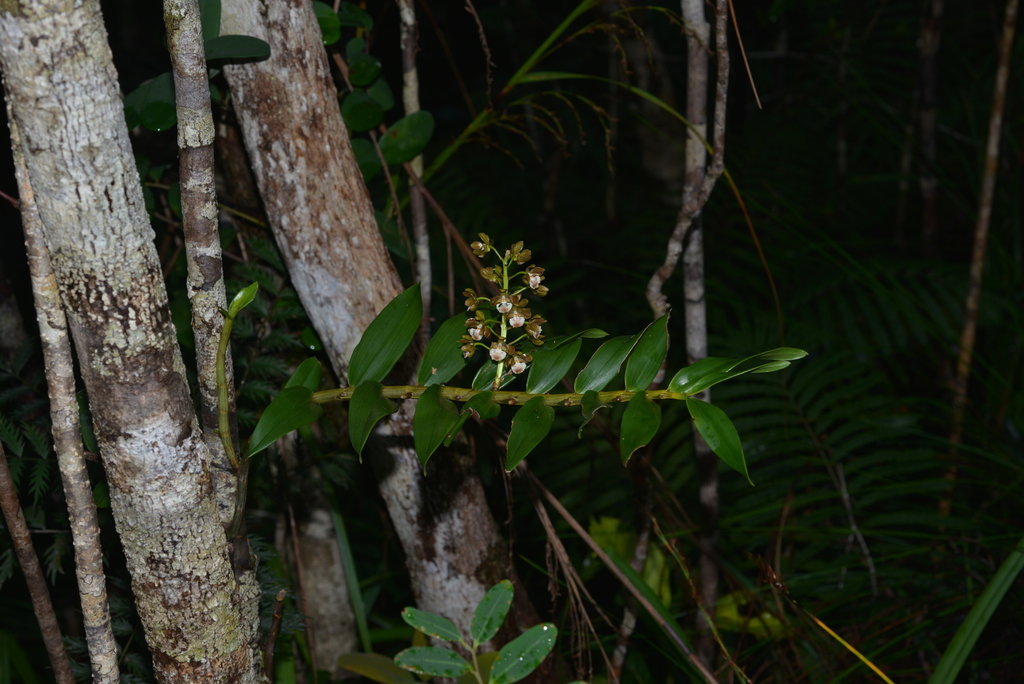 Dendrobium virotii Guillaumin 2
