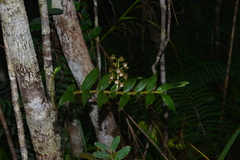 Dendrobium virotii