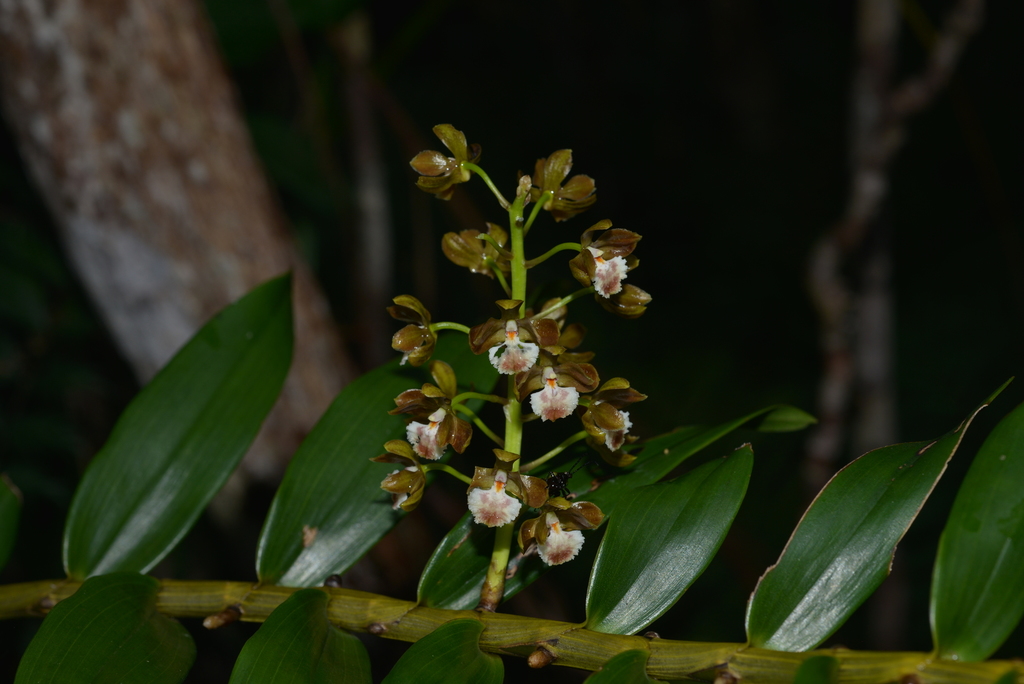 Dendrobium virotii Guillaumin 3