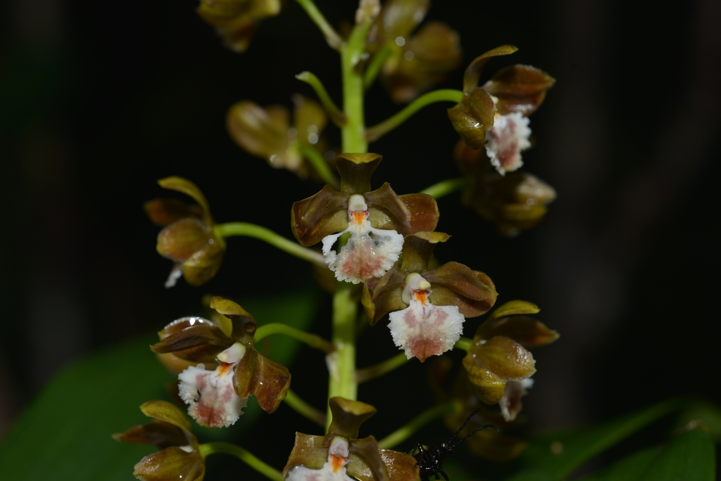 Dendrobium virotii Guillaumin 4