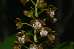 Dendrobium virotii