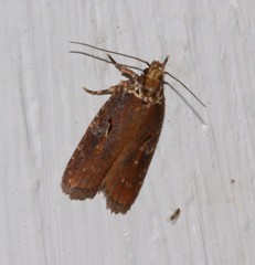 Agonopterix lythrella