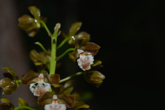 Dendrobium virotii