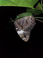 Opsiphanes quiteria badius