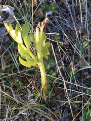 Botrychium alaskense