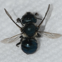 Osmia collinsiae