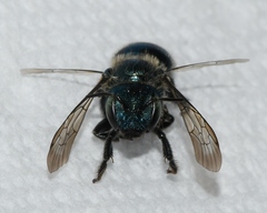 Osmia collinsiae