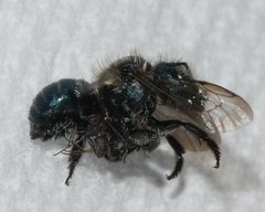Osmia collinsiae