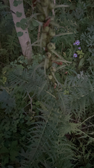 Pedicularis bracteosa