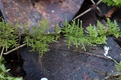Thuidium cymbifolium