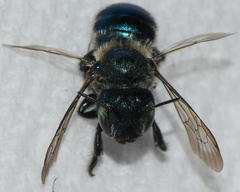 Osmia collinsiae
