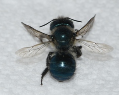 Osmia collinsiae