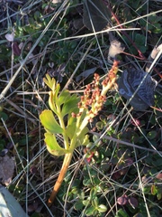 Botrychium alaskense