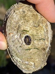 Diodora