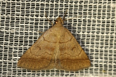 Zanclognatha lunalis