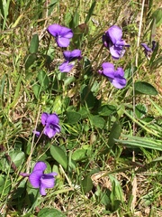 Viola adunca adunca