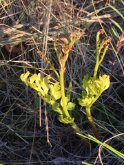 Botrychium alaskense