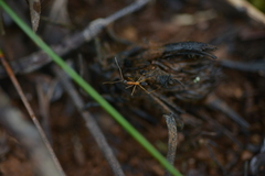 Leptomyrmex nigriceps